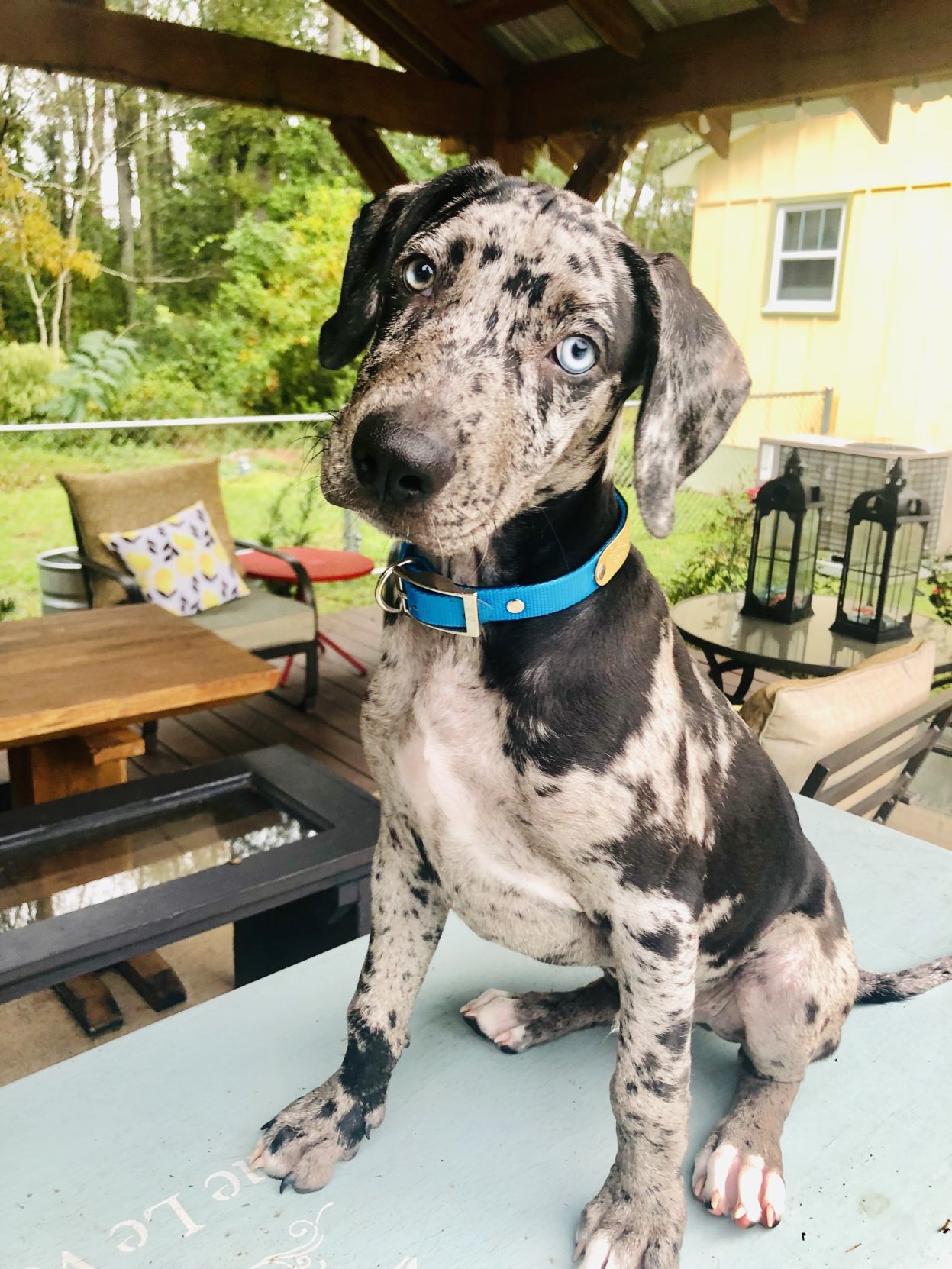 Bleu Bayou